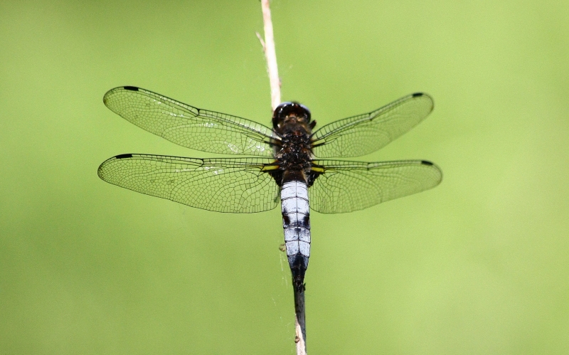 Libellula fulva?